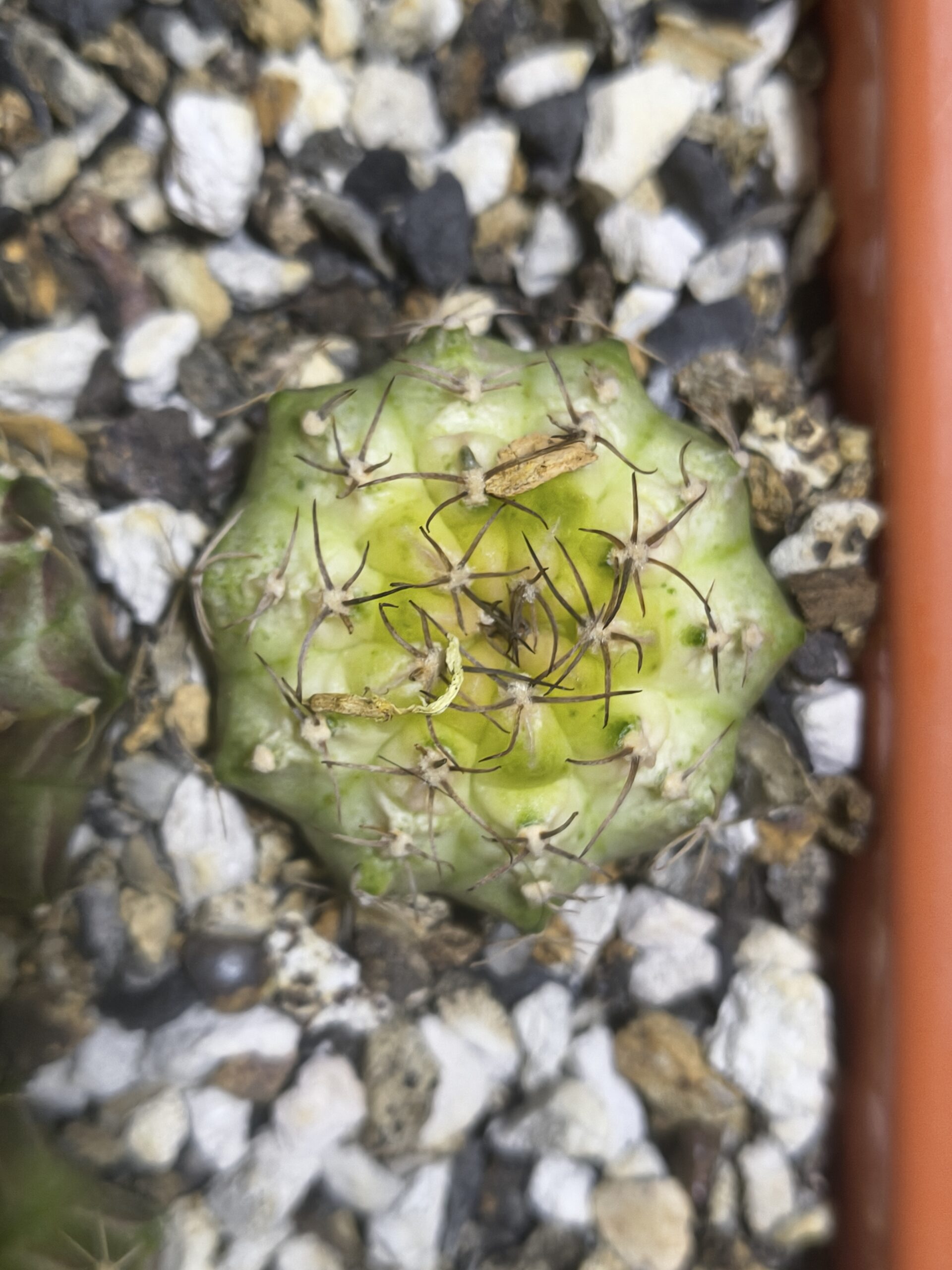 Gymnocalycium Neon