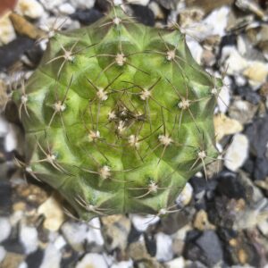 Gymnocalycium Neon
