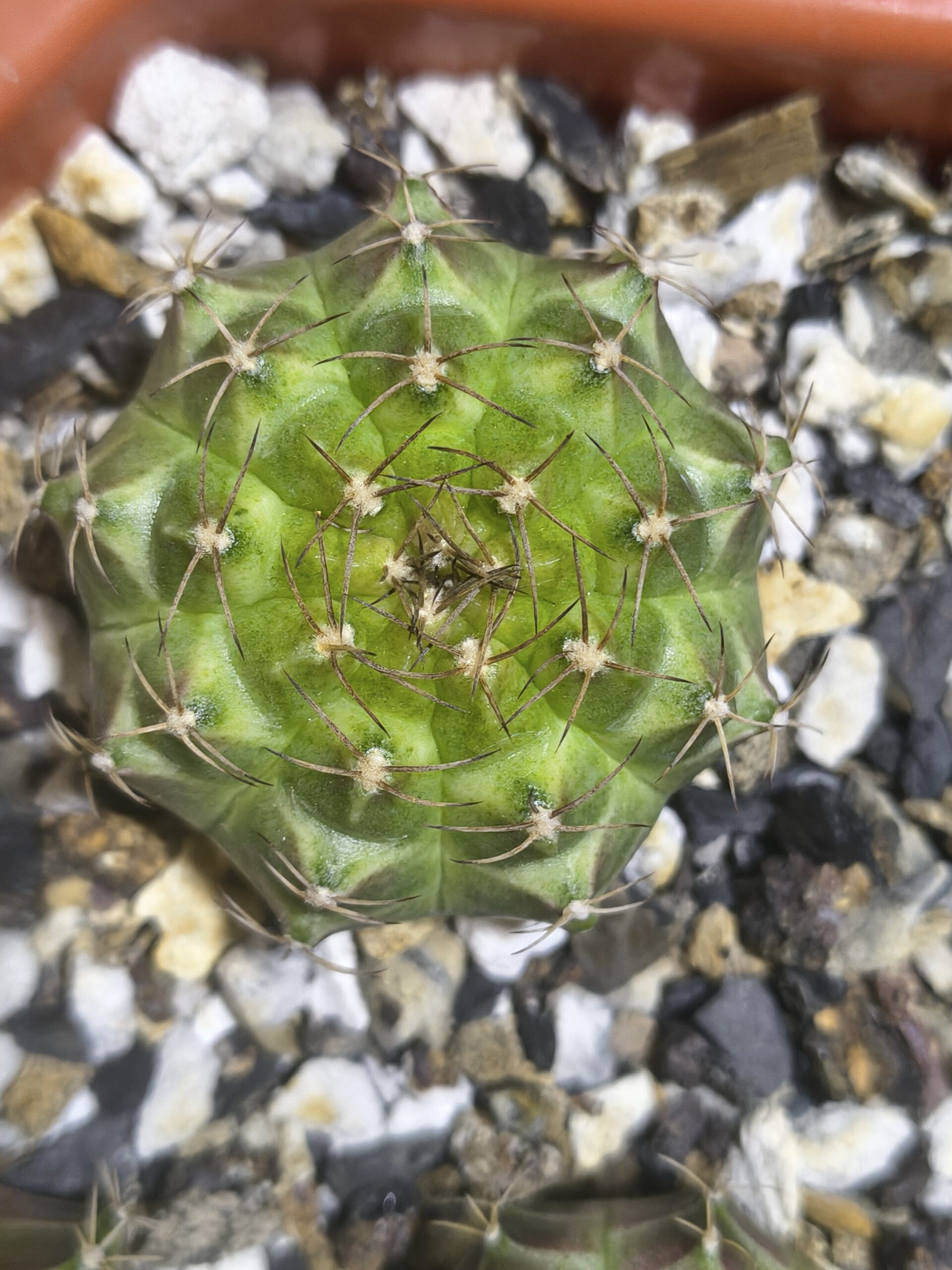 Gymnocalycium Neon