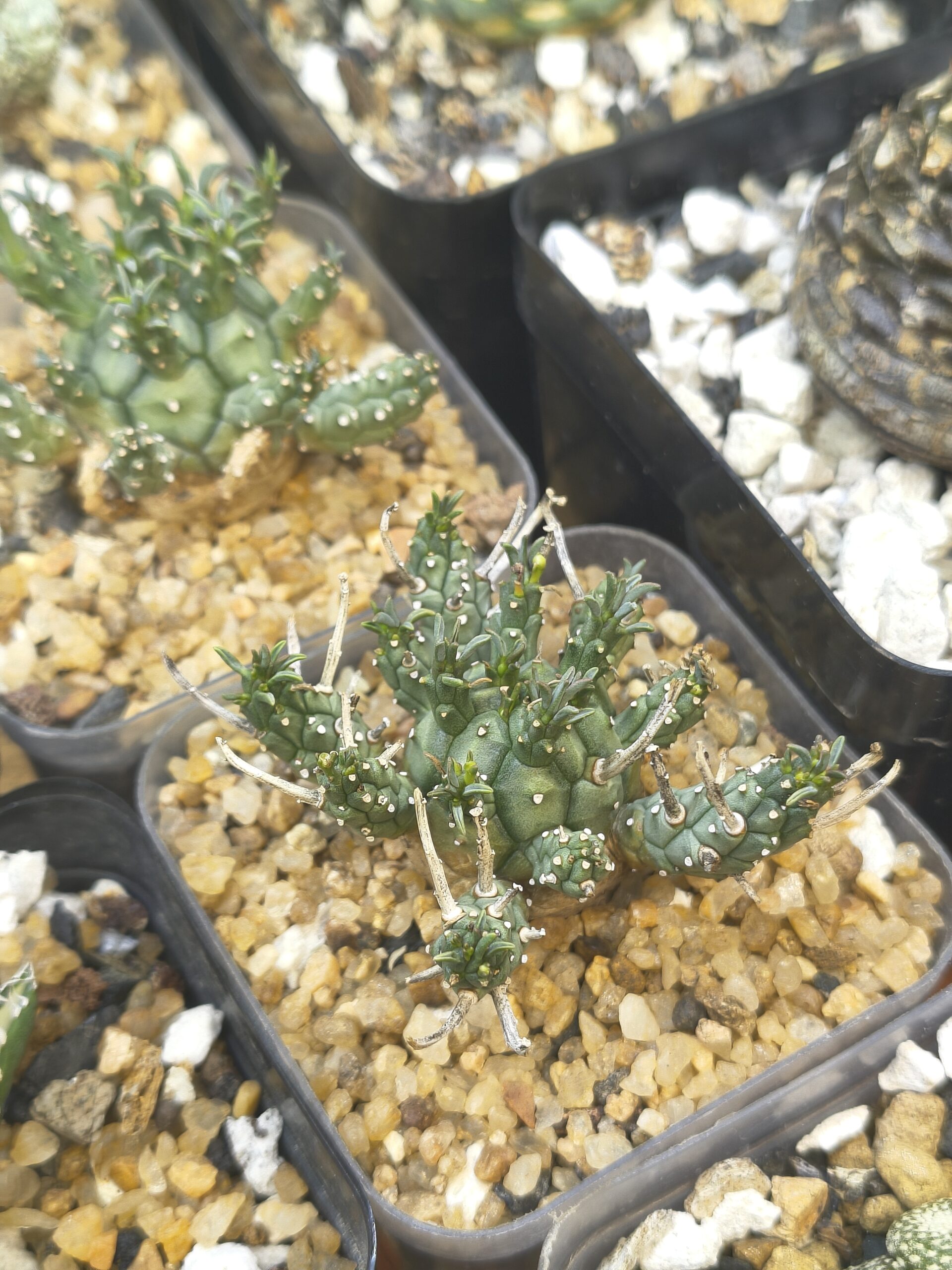 Euphorbia decepta - Image 4