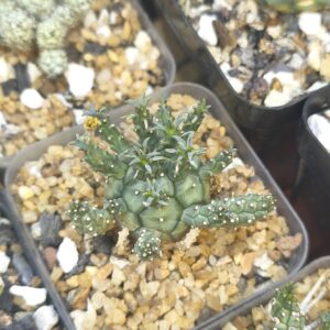 Euphorbia decepta