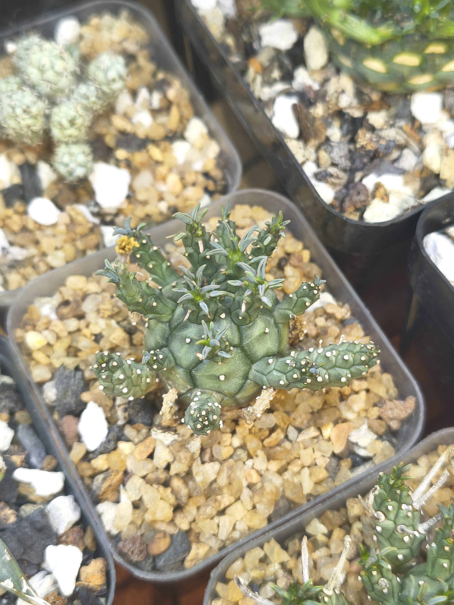 Euphorbia decepta