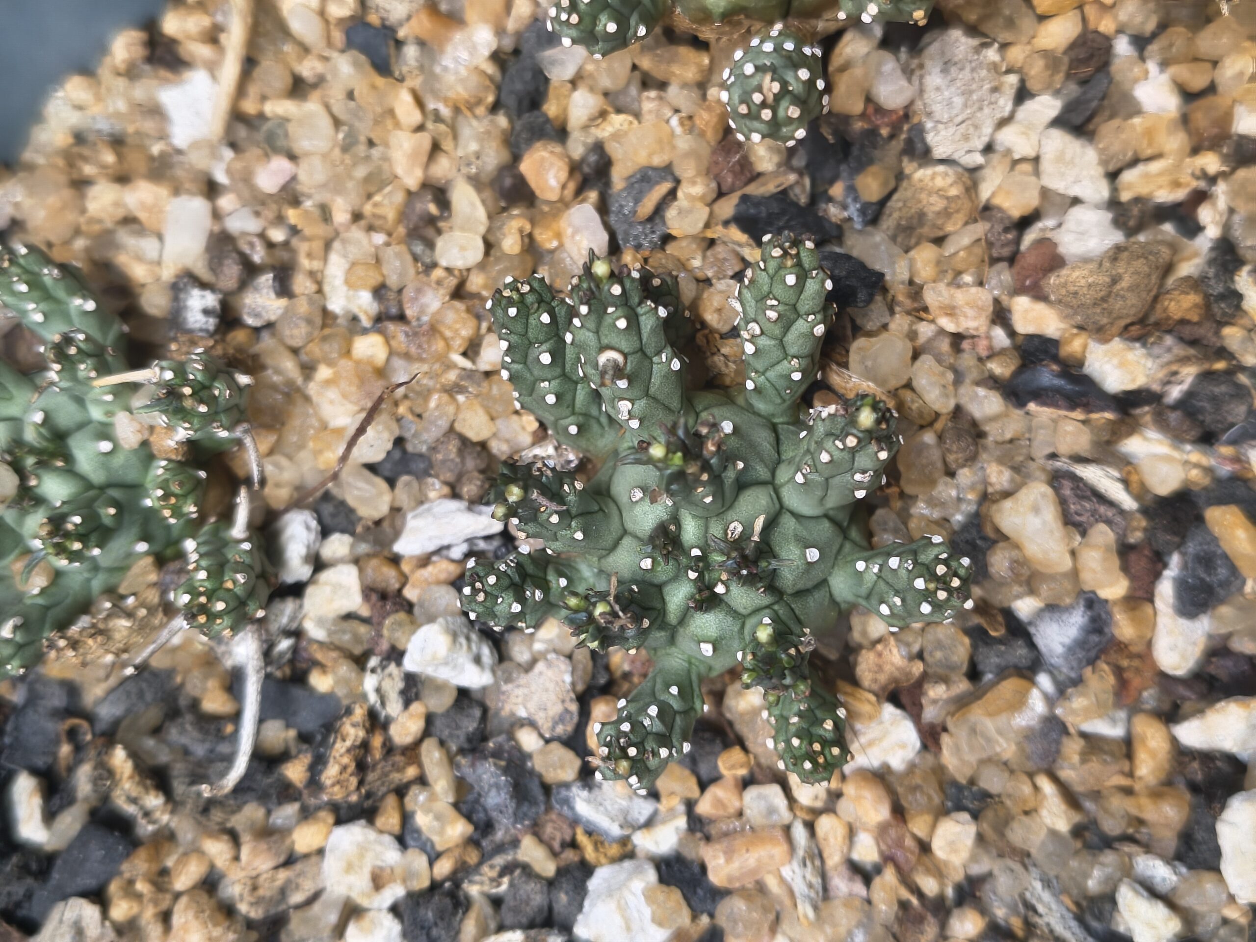 Euphorbia decepta - Image 3