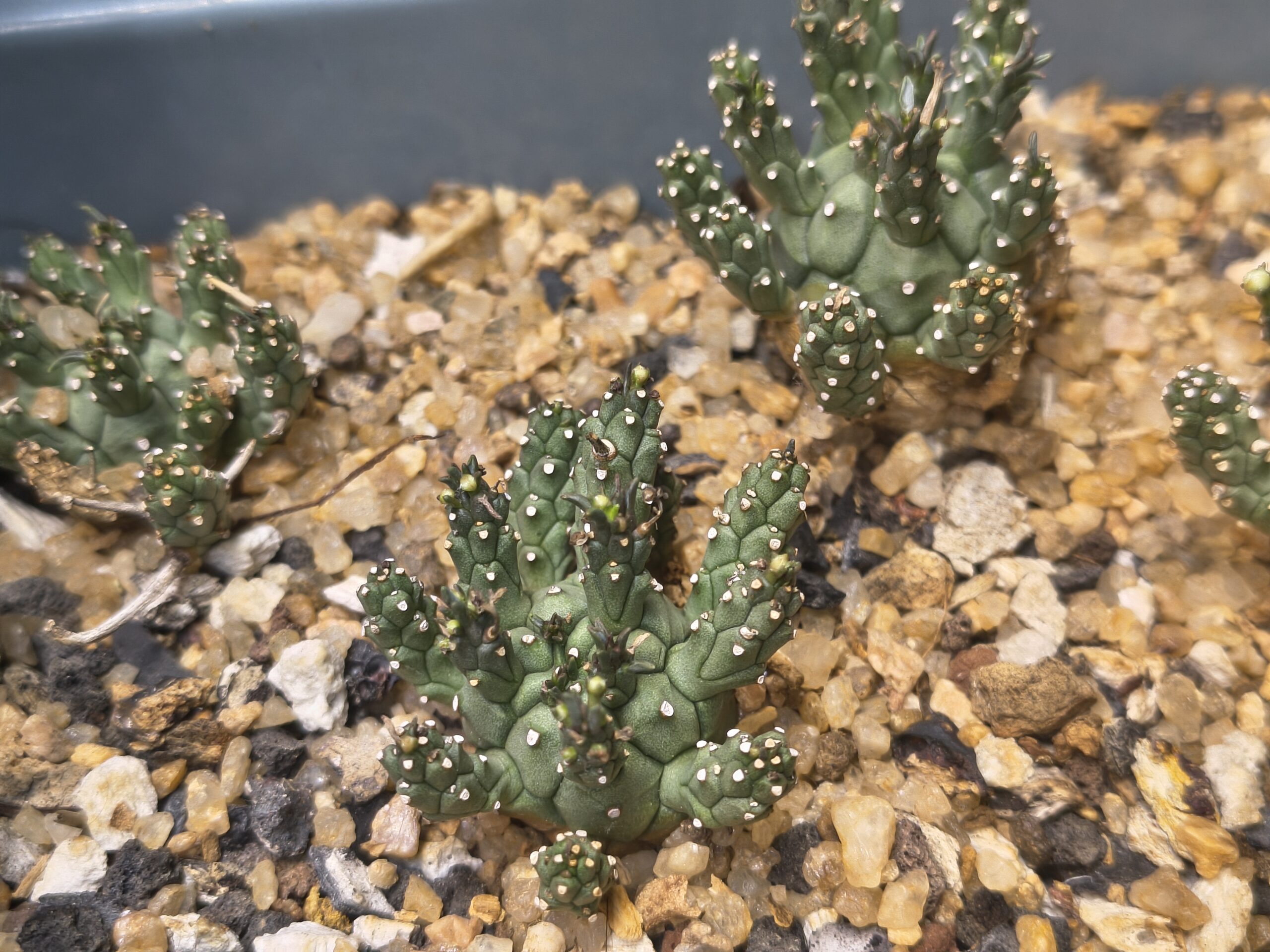 Euphorbia decepta - Image 2