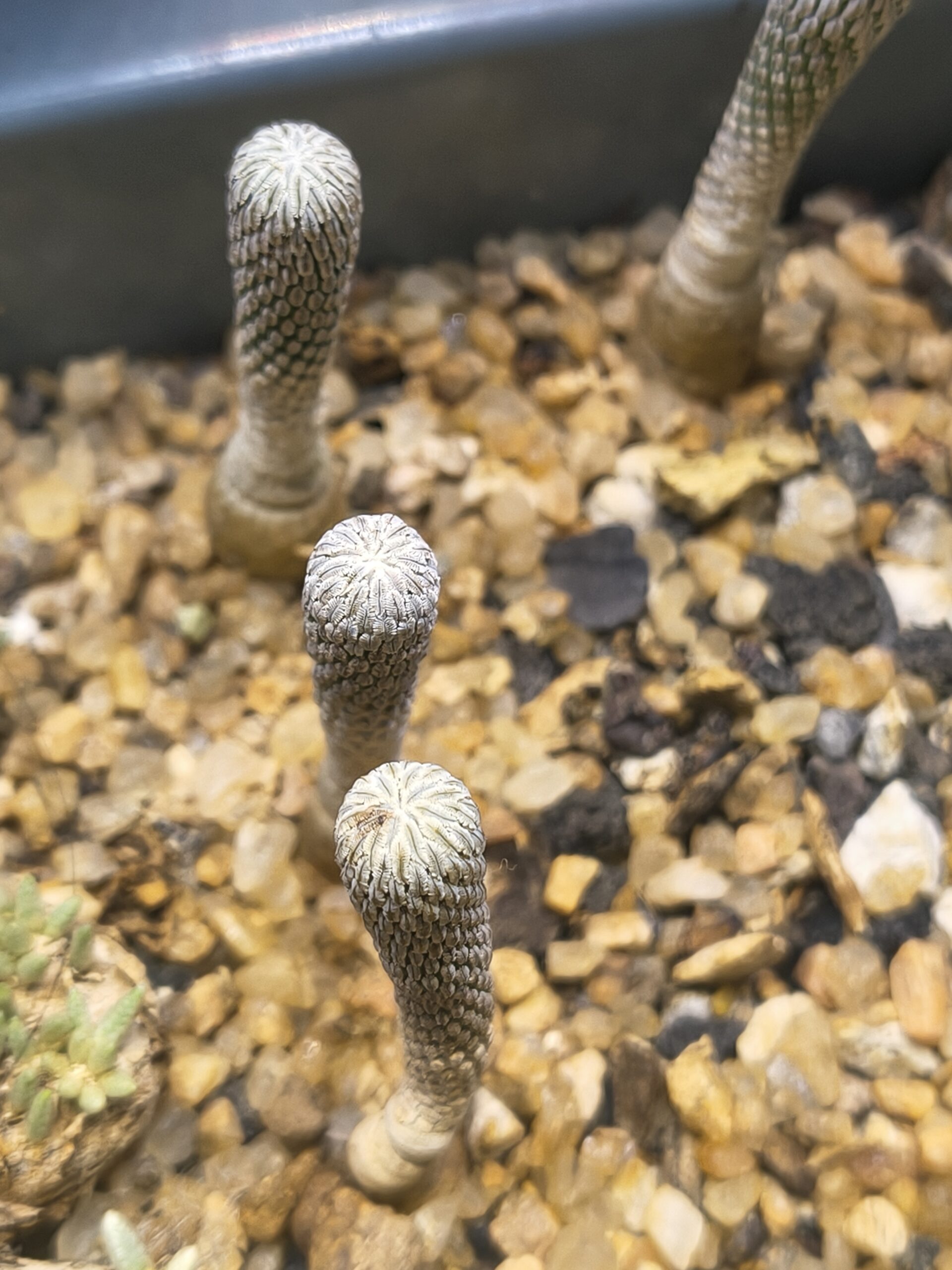 Pelecephora aseliformis (Seed grown ) - Image 3