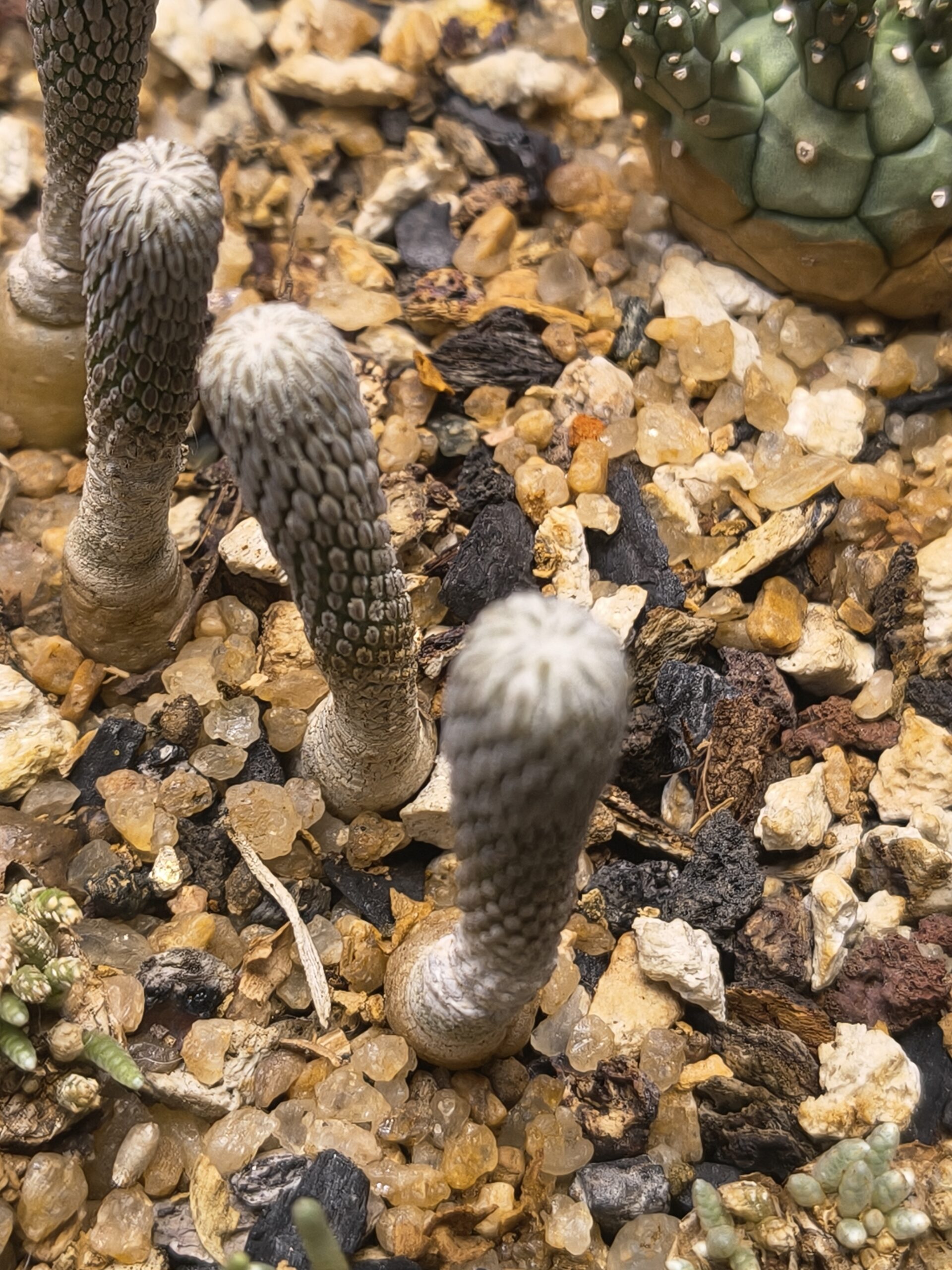 Pelecephora aseliformis (Seed grown ) - Image 2