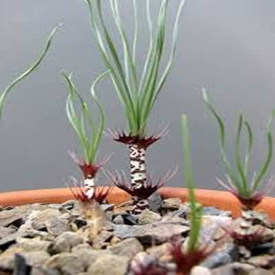 Gethyllis verticillata - Image 2