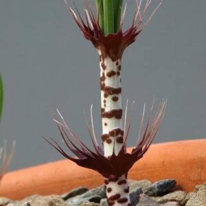 Gethyllis verticillata