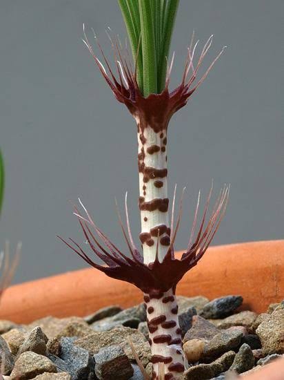 Gethyllis verticillata