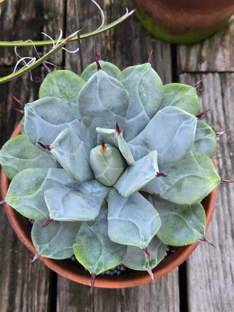 Agave isthmensis 'Ippongi' - Image 4