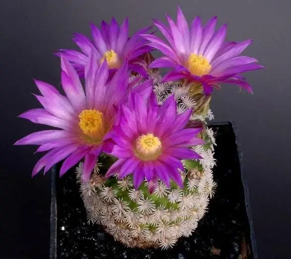 Mammillaria hernandezii - Image 3