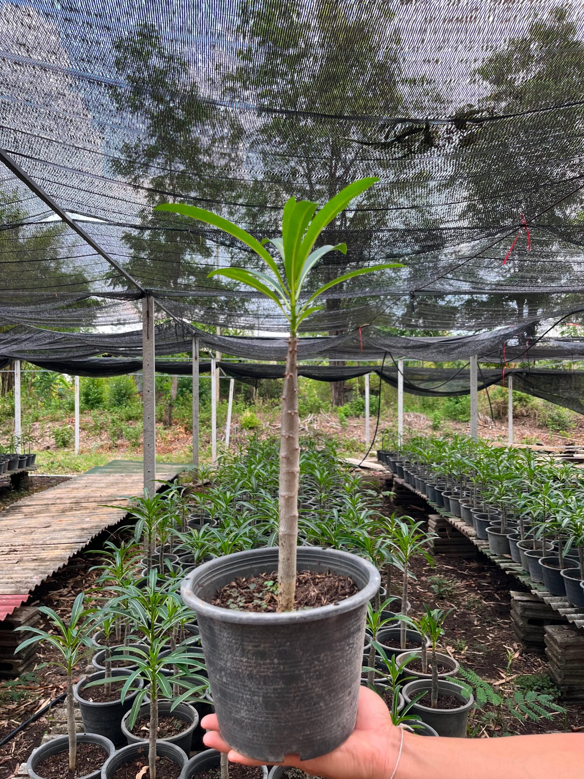 Pachypodium rutenbergianum Seeds - Image 2
